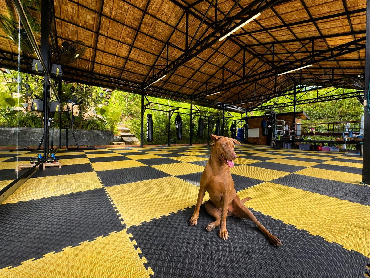 The gym dog on the training mats